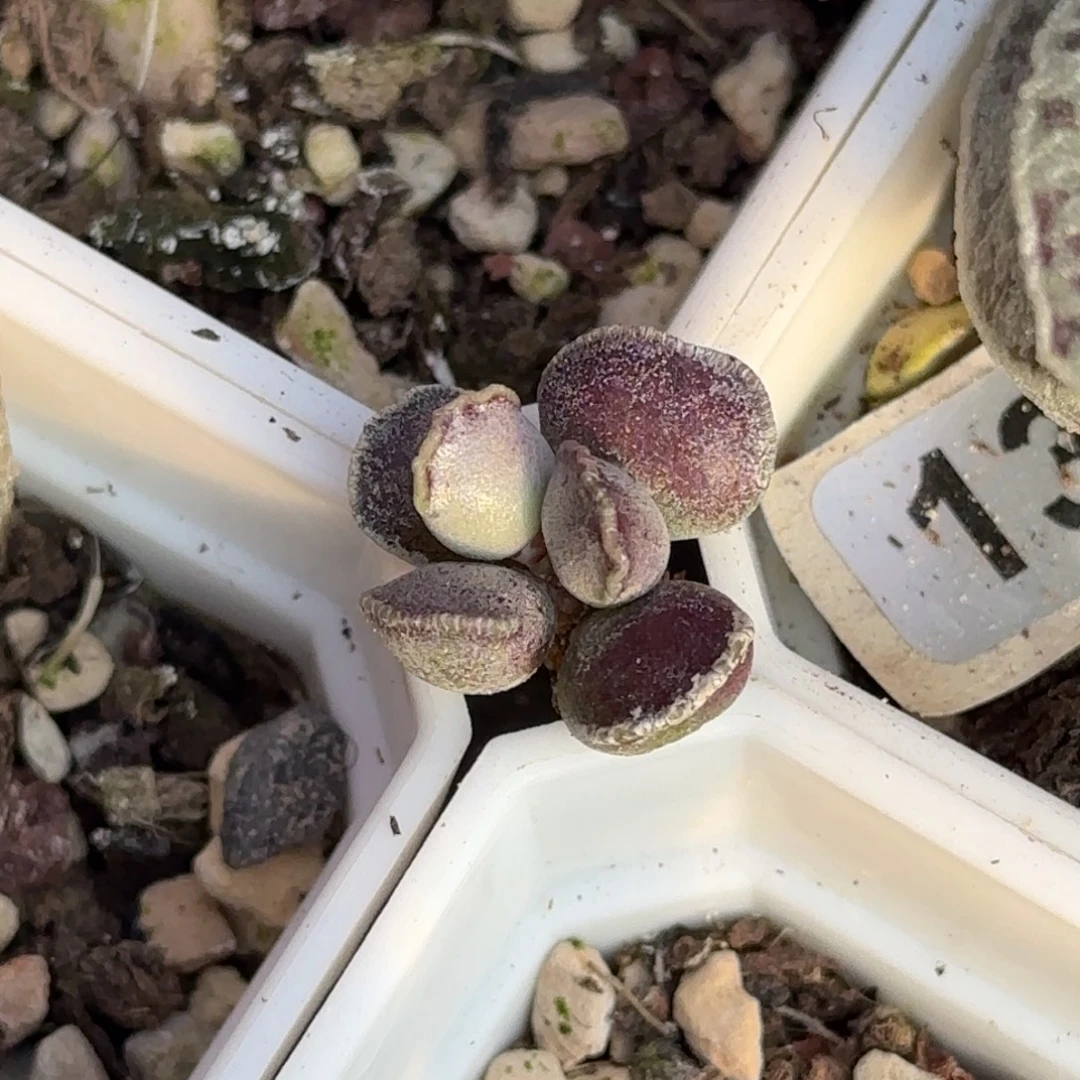 小***子海豹水泡多肉植物