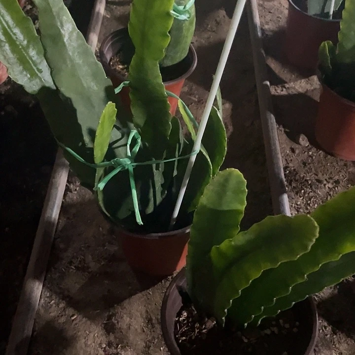 令箭荷花盆栽小粉