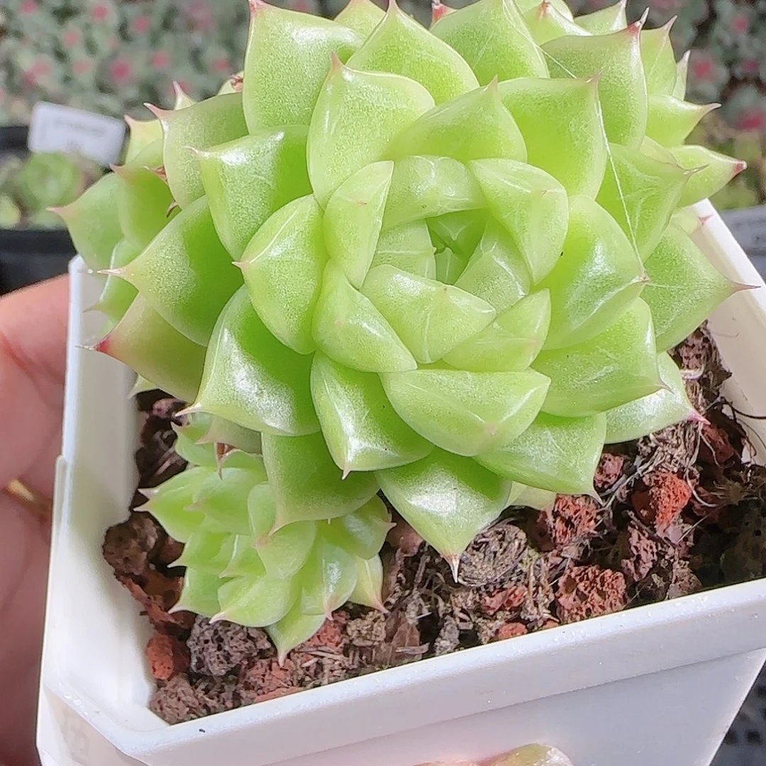 0923-100麦秆优选不包整