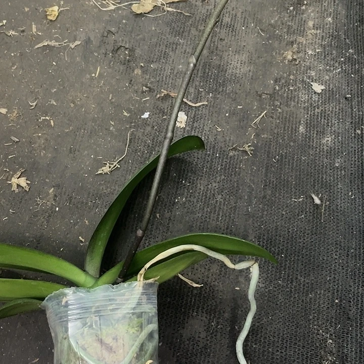 当前无花栽培后可以开花彩虹独角兽
