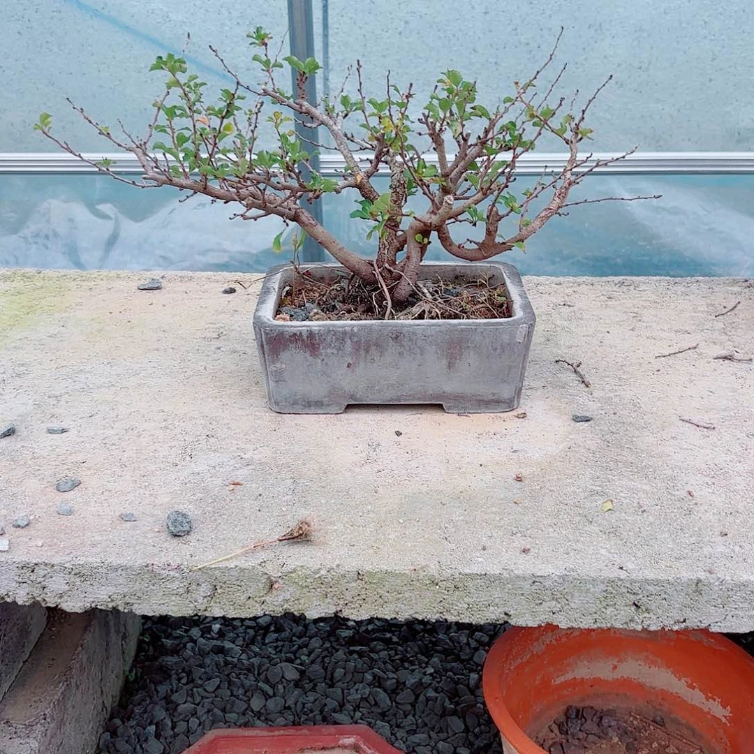 无花朵长寿梅老桩盆景
