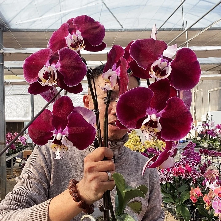 完全开放幻影3.5寸大杯微瑕