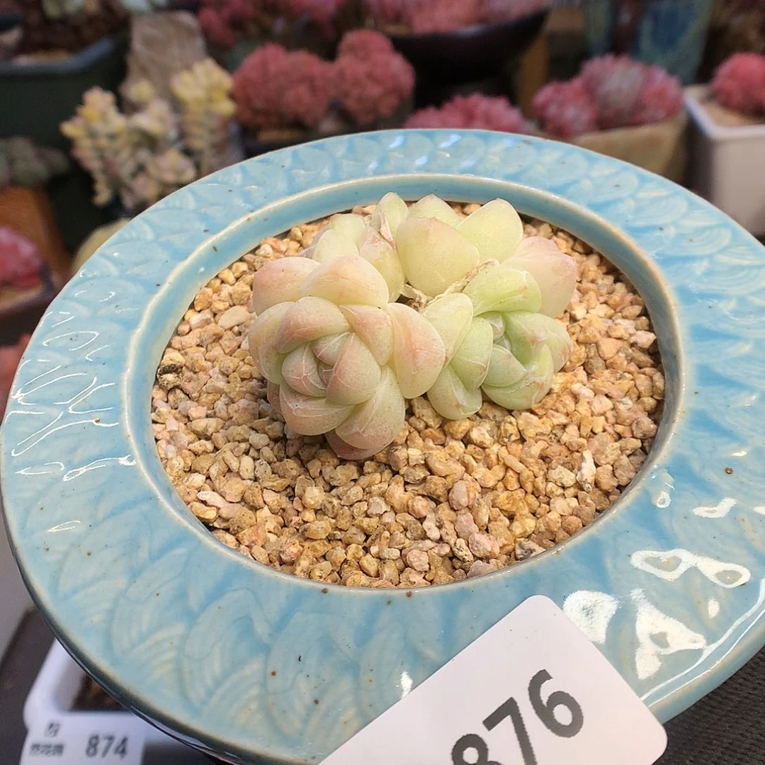 876冰玉多肉植物666