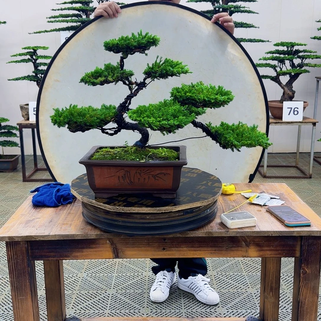无花朵柏树造型盆景