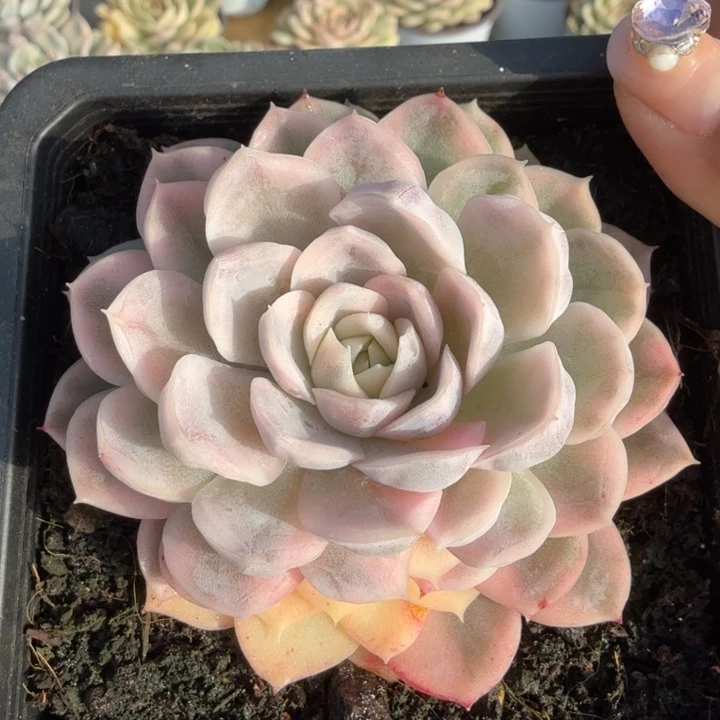 雪球锦腹欧你锦一盒的锦