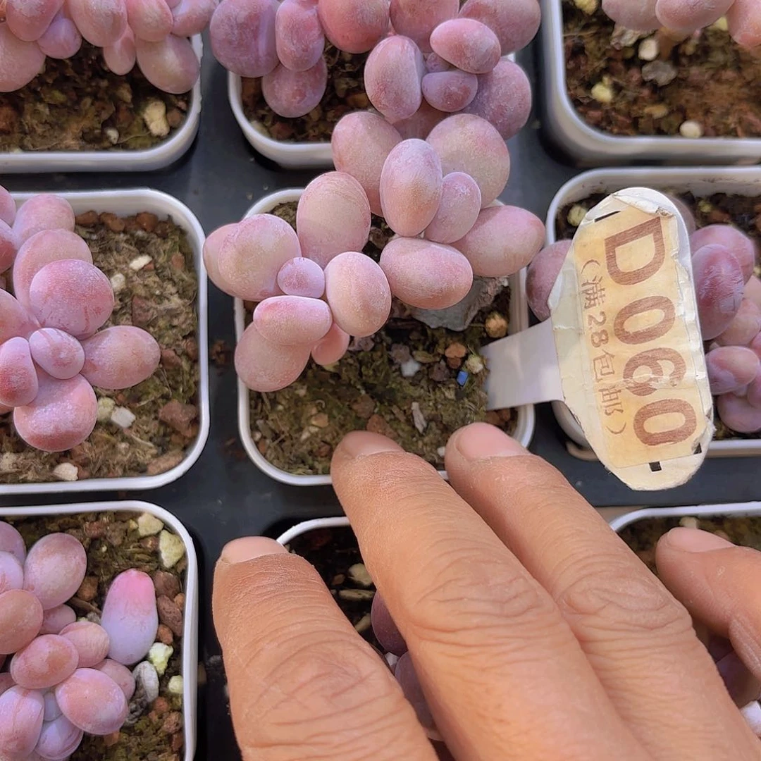 D060日系蛋黄奶yi wu yi pai