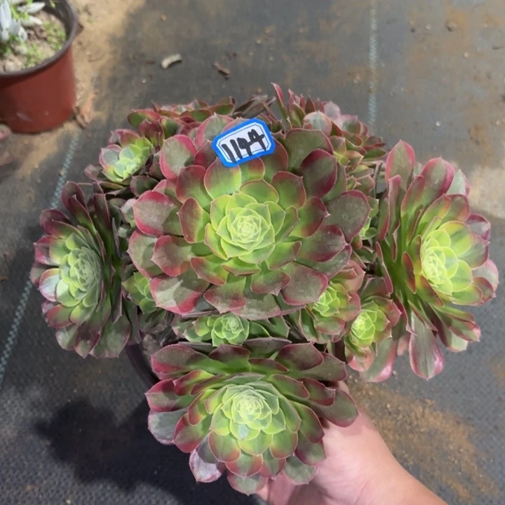 万奶白1144一物一拍多肉