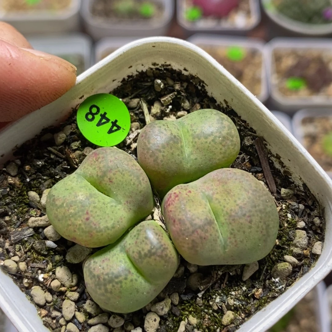 巨无霸杂交多肉植物448