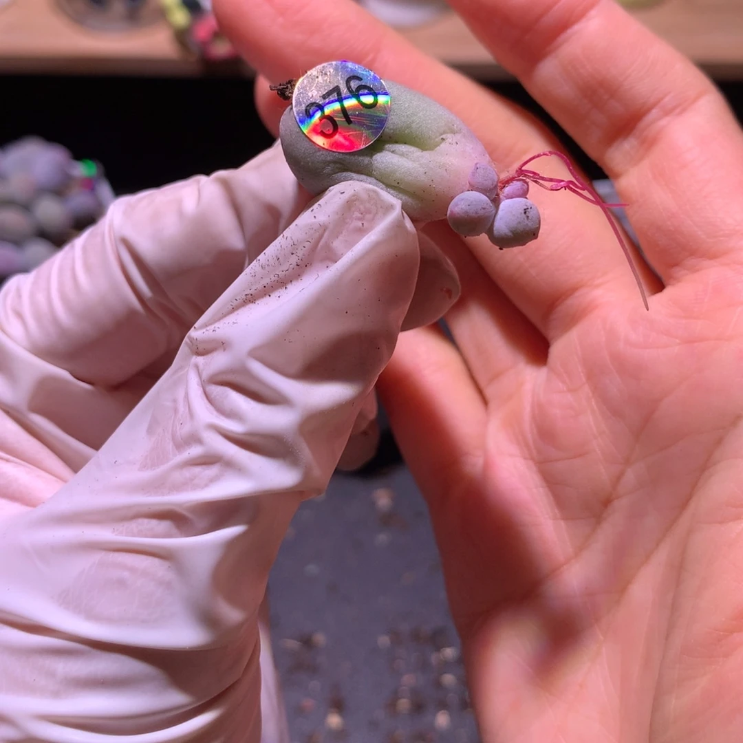 376 米可奶酪多肉