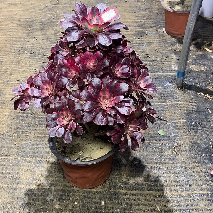 9，丽娜1346678990000