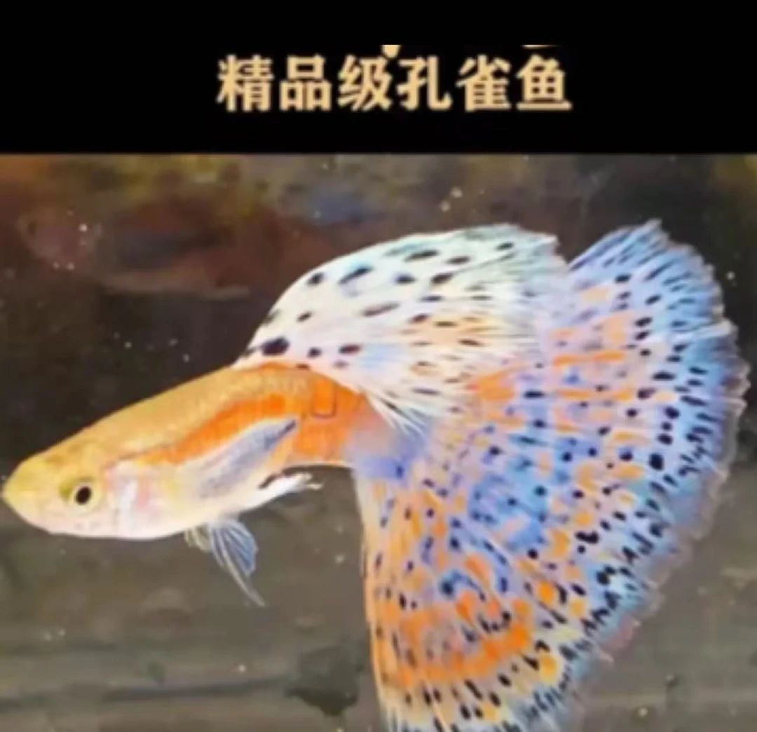 精品红尾兰草孔雀鱼大尾精品观赏鱼热带耐活好养