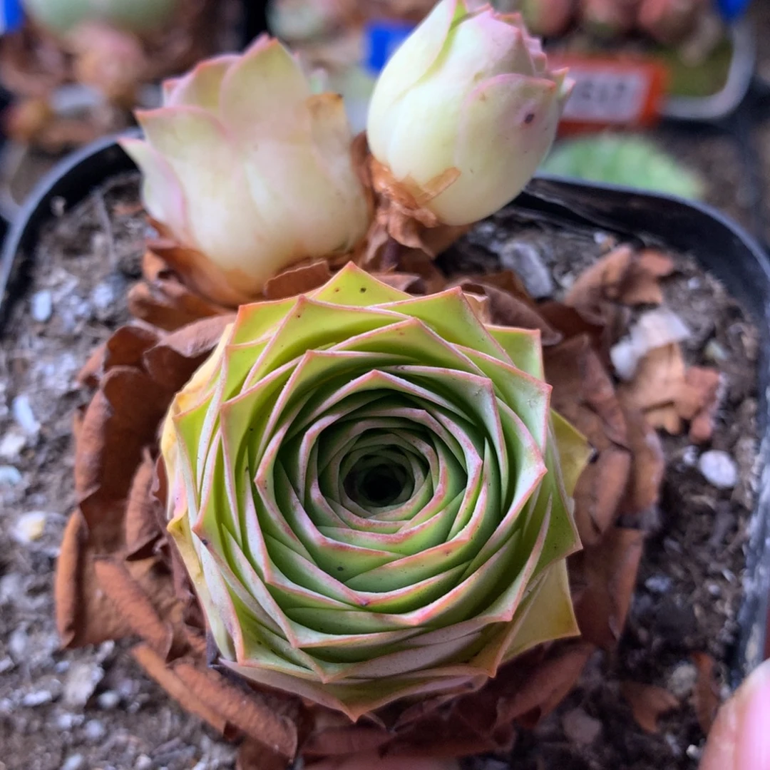 一物一拍星辰福利257