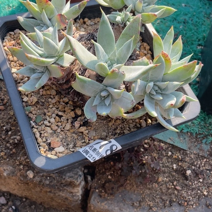 78号苹果叶雪山多肉