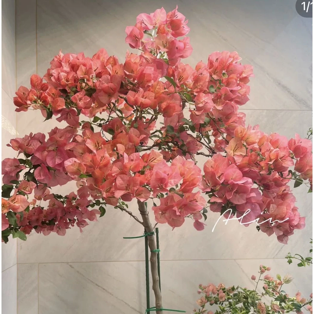 【新疆包邮】日落三角梅袋苗基地直发