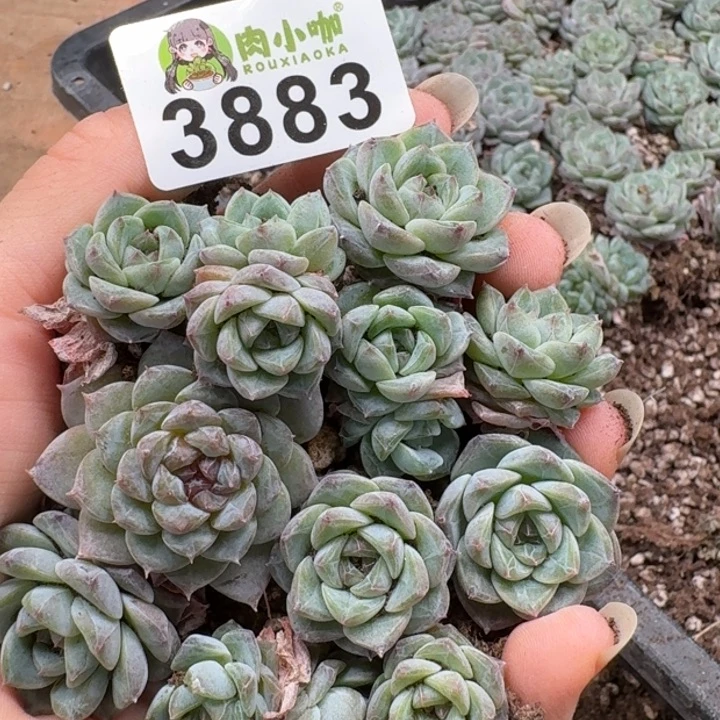无花朵多肉植物多肉植物