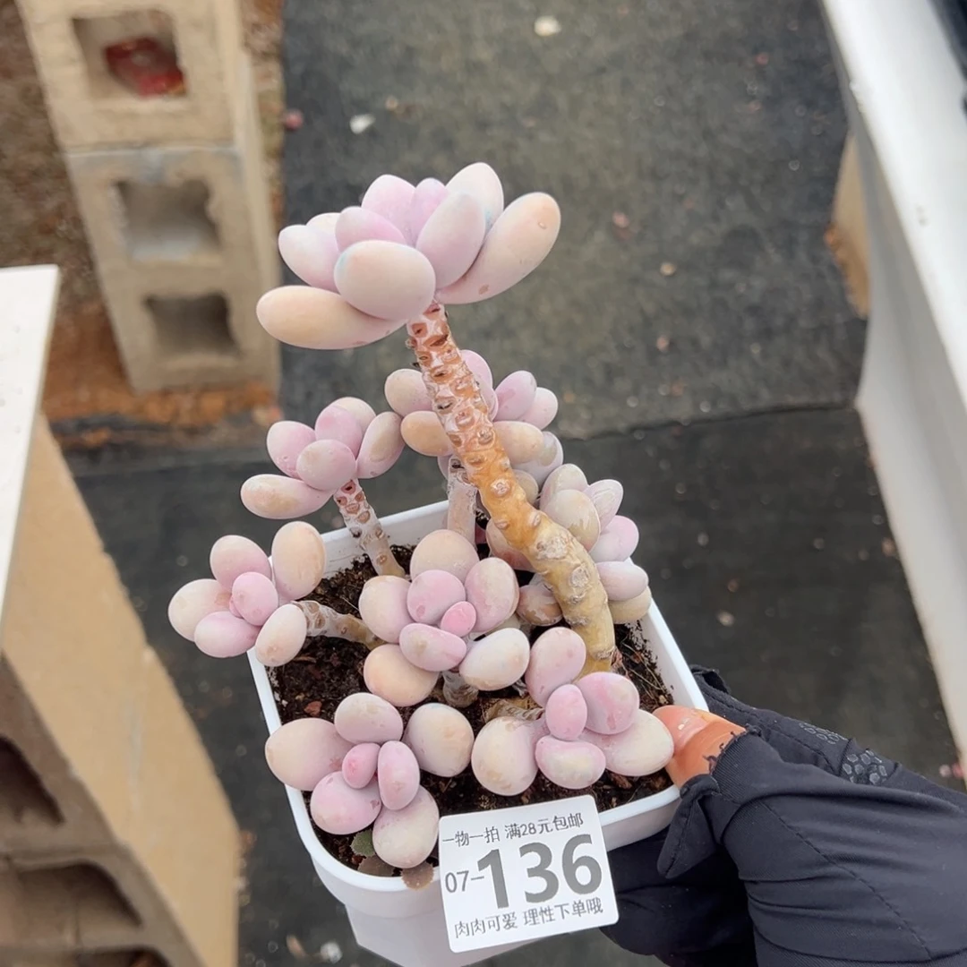 桃蛋多肉多肉多肉多肉多肉多肉多肉