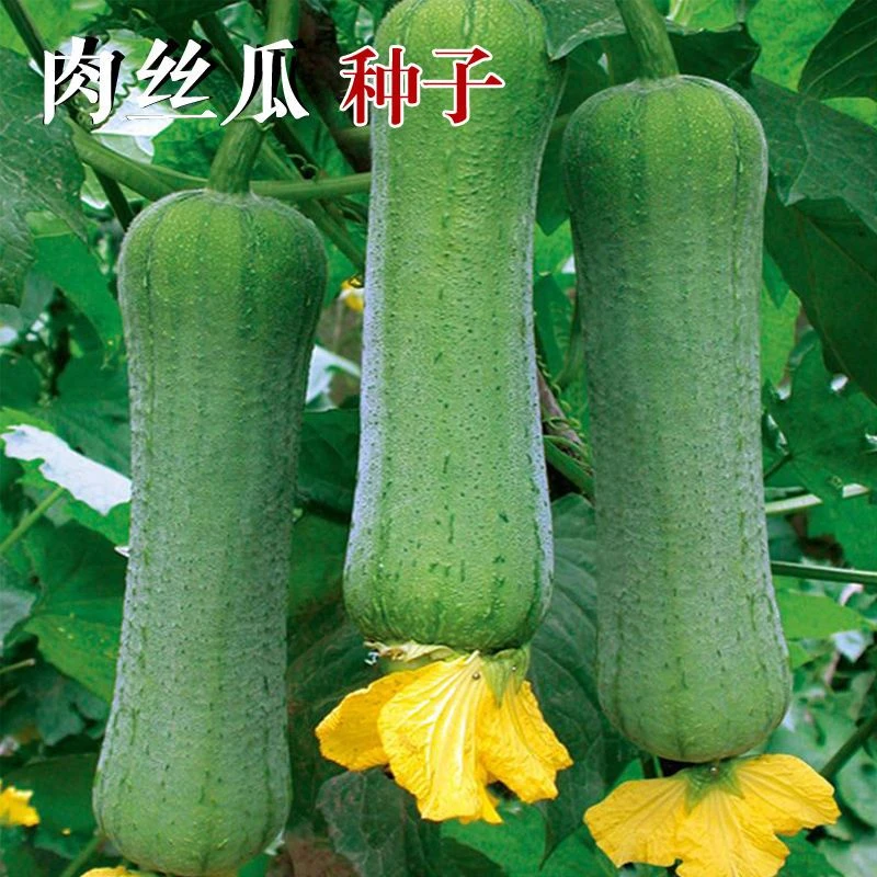 肉丝瓜种子春播皱皮大肉丝瓜水瓜种籽易种家庭阳台蔬菜瓜种子四季