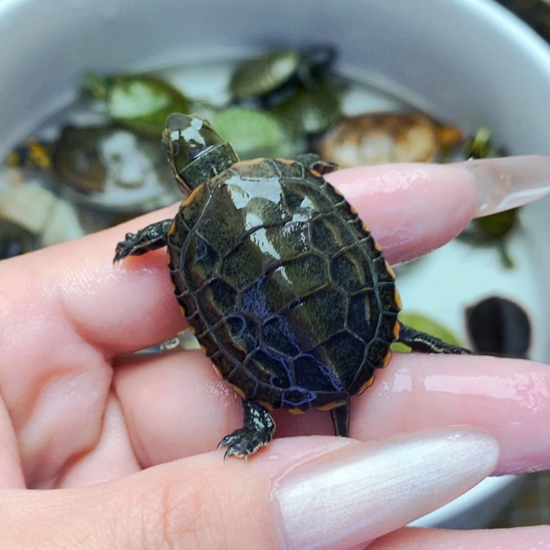 不分公母宠物龟乌**王日杂苗随单