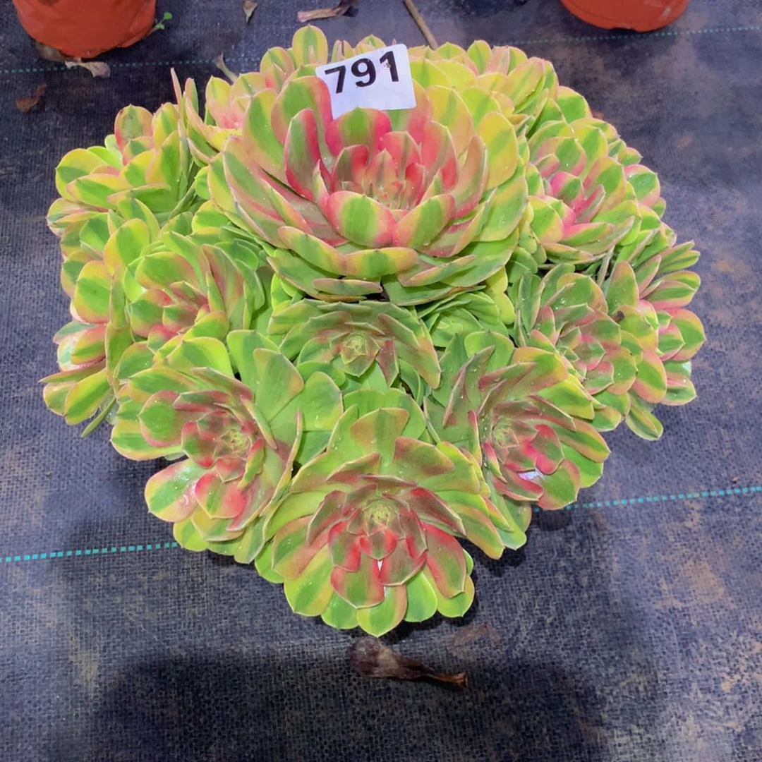 朱***号法师多肉植物791宽锦雨荷