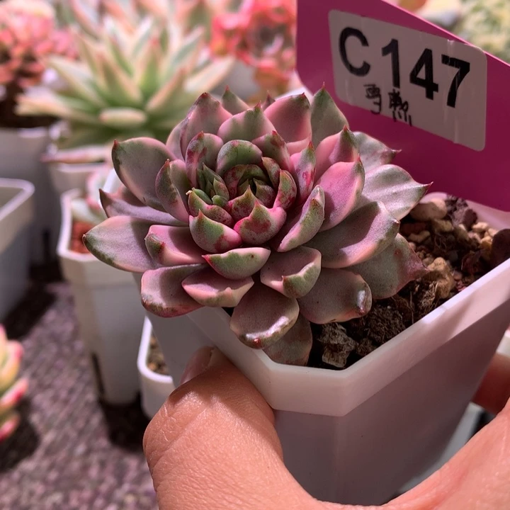 血燕覆轮锦有根有