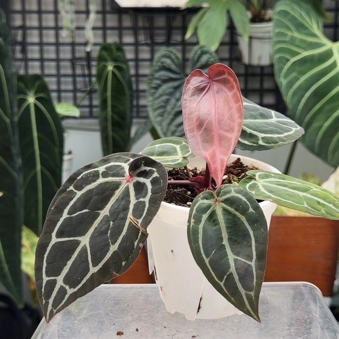 完全开放C156米歇尔