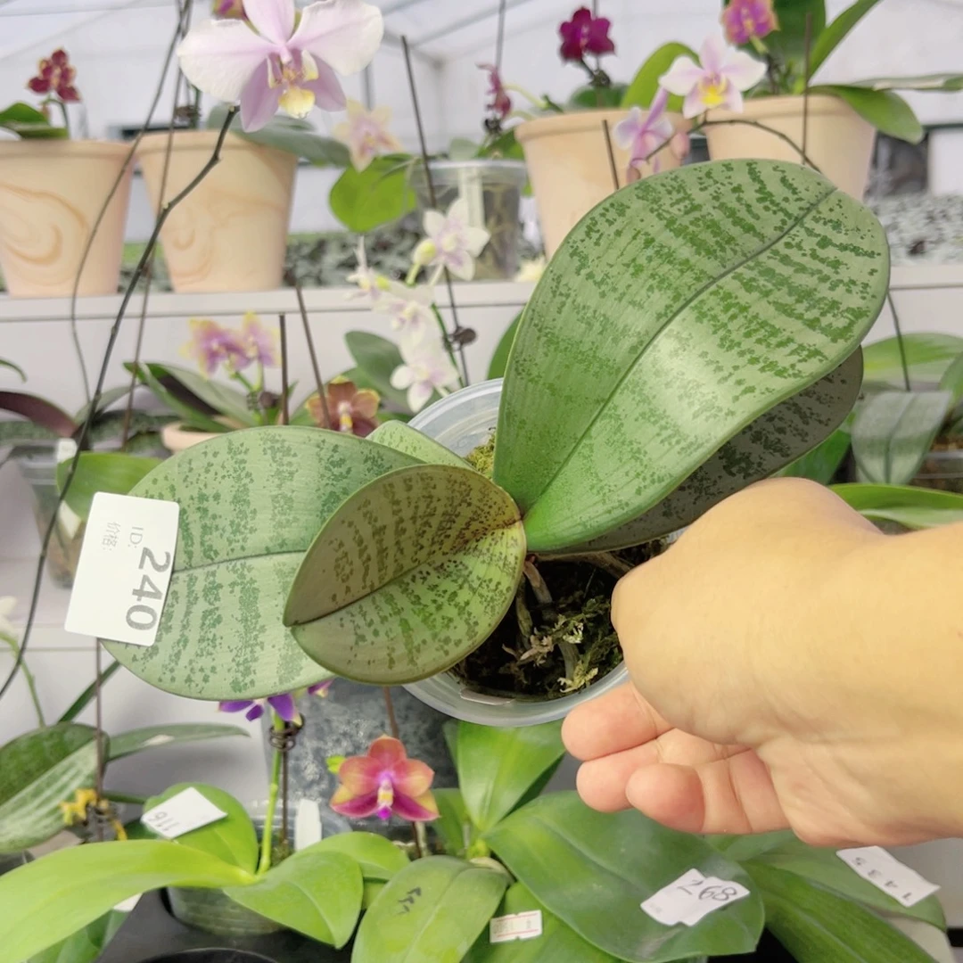 完全开放240 JG2314