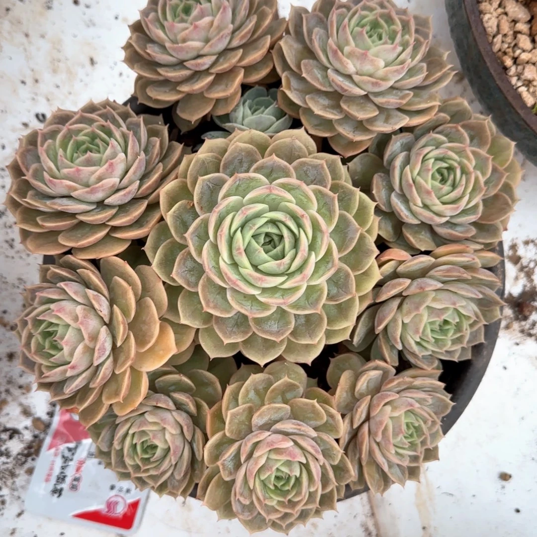 多肉植物多肉植物