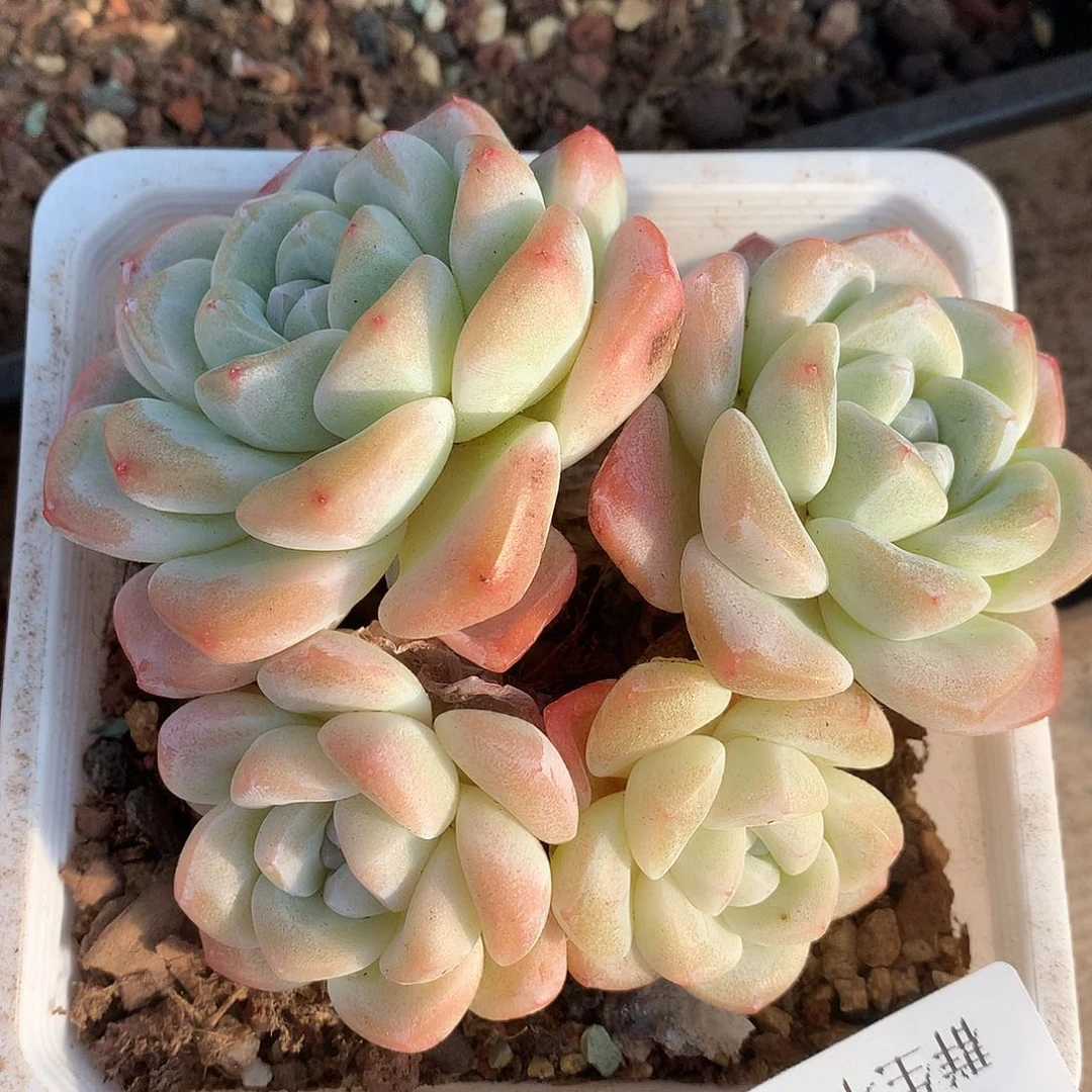 0123-36 四头老桩冰玉