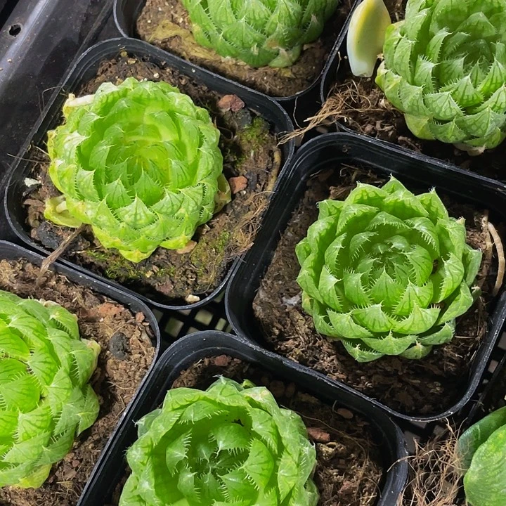 硬水晶带盆土发货