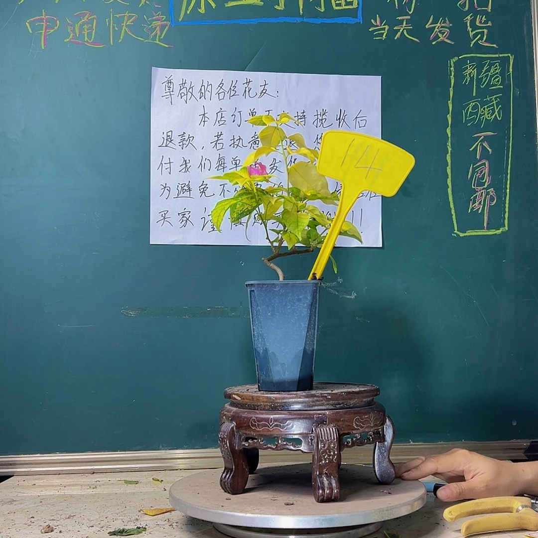 当前无花栽培后可以开花斑红樱 方盆 14