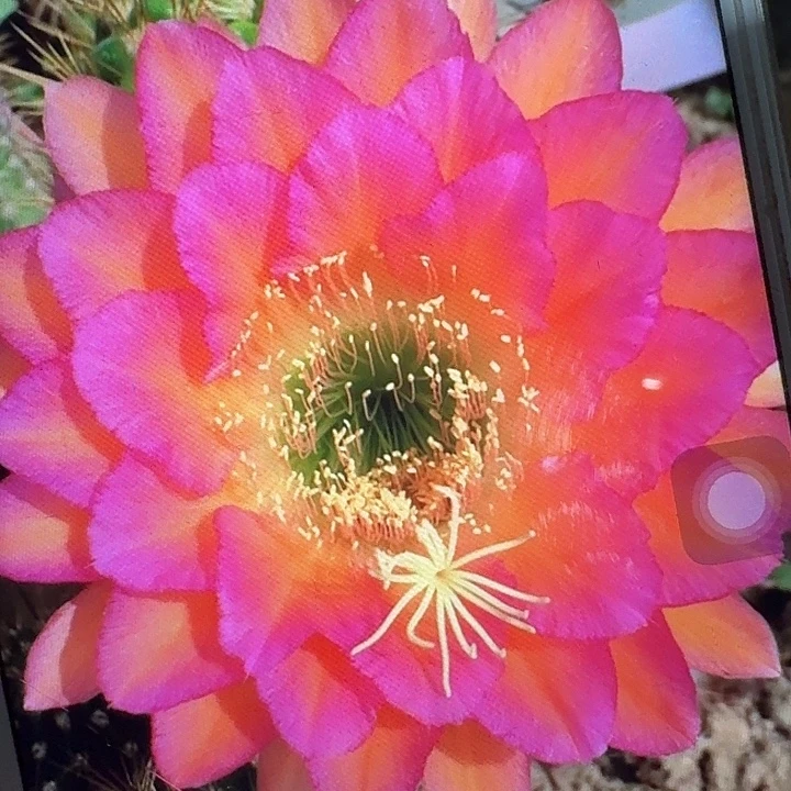 达加体侧芽5公分左右毛花柱（20包邮）