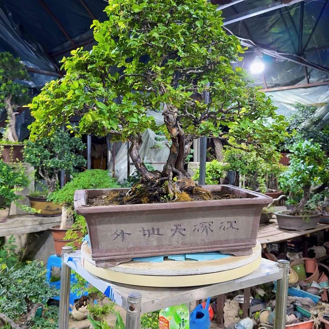 j***y无花朵11111111111