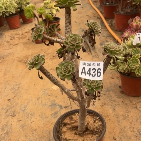 436拉丝锦不包断枝