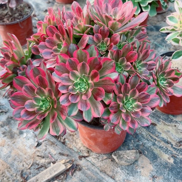 80安娜多肉植物保