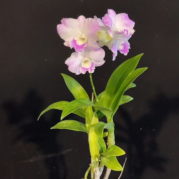 完全开放2064素喉卡娜