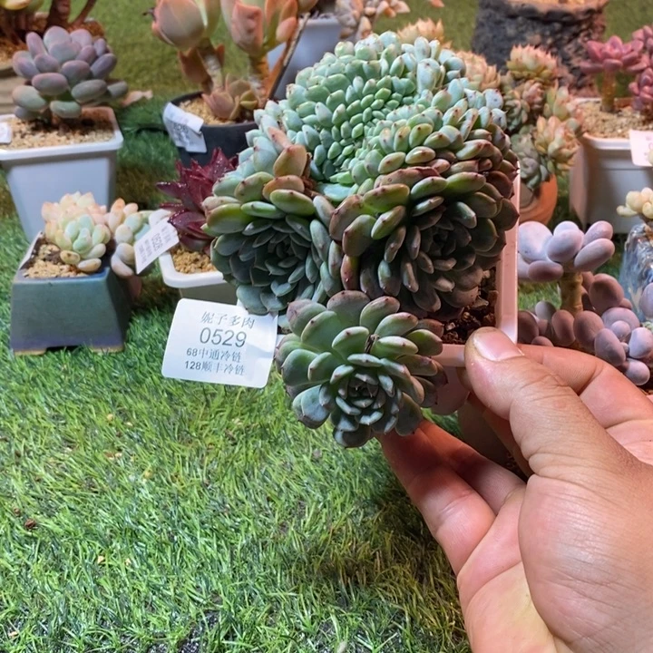 0529啊啊啊啊啊啊啊啊啊啊啊