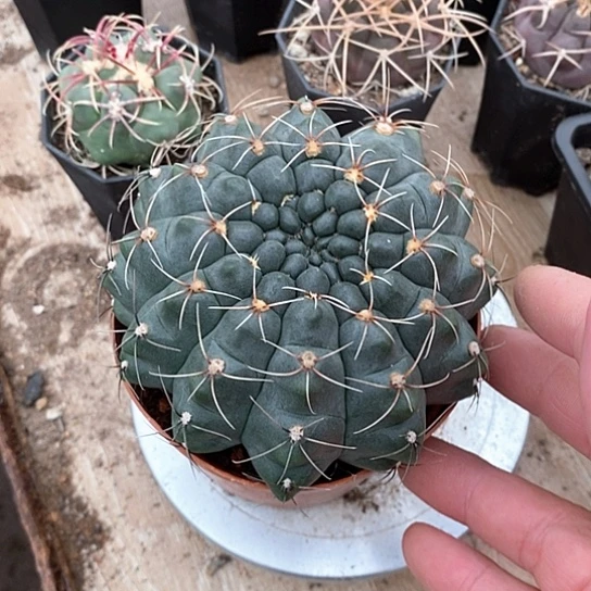 胖***天一个大菲花玉仙人球