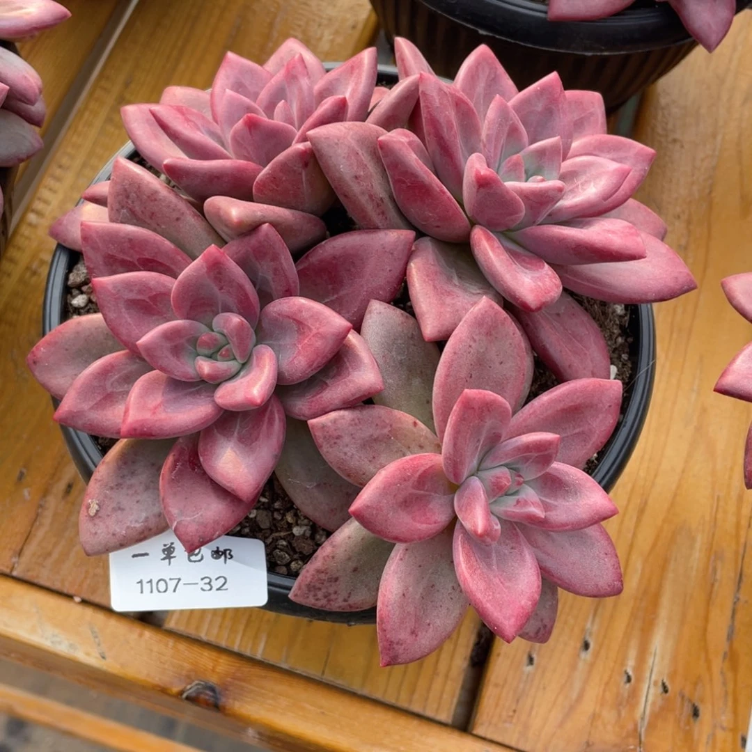 1107-32赫菲斯托。。。。，，。，