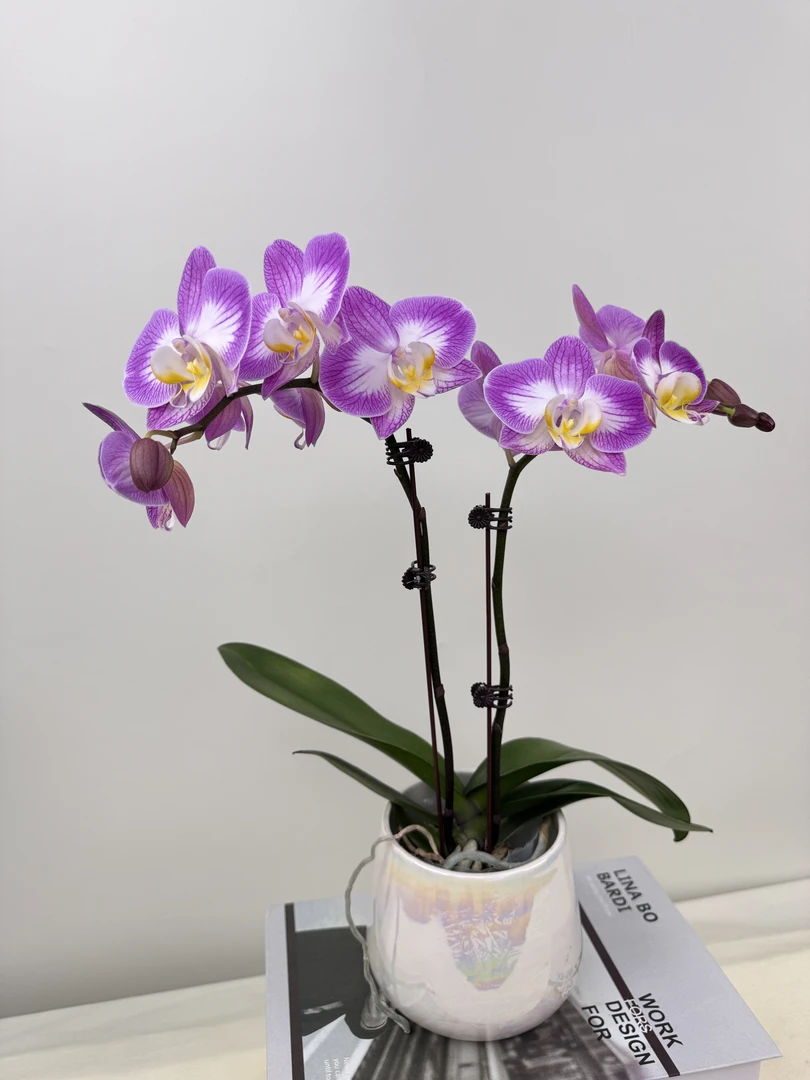 蝴蝶兰【雪山飞舞】鲜花盆栽室内观赏花花佛山基地直发好养易活