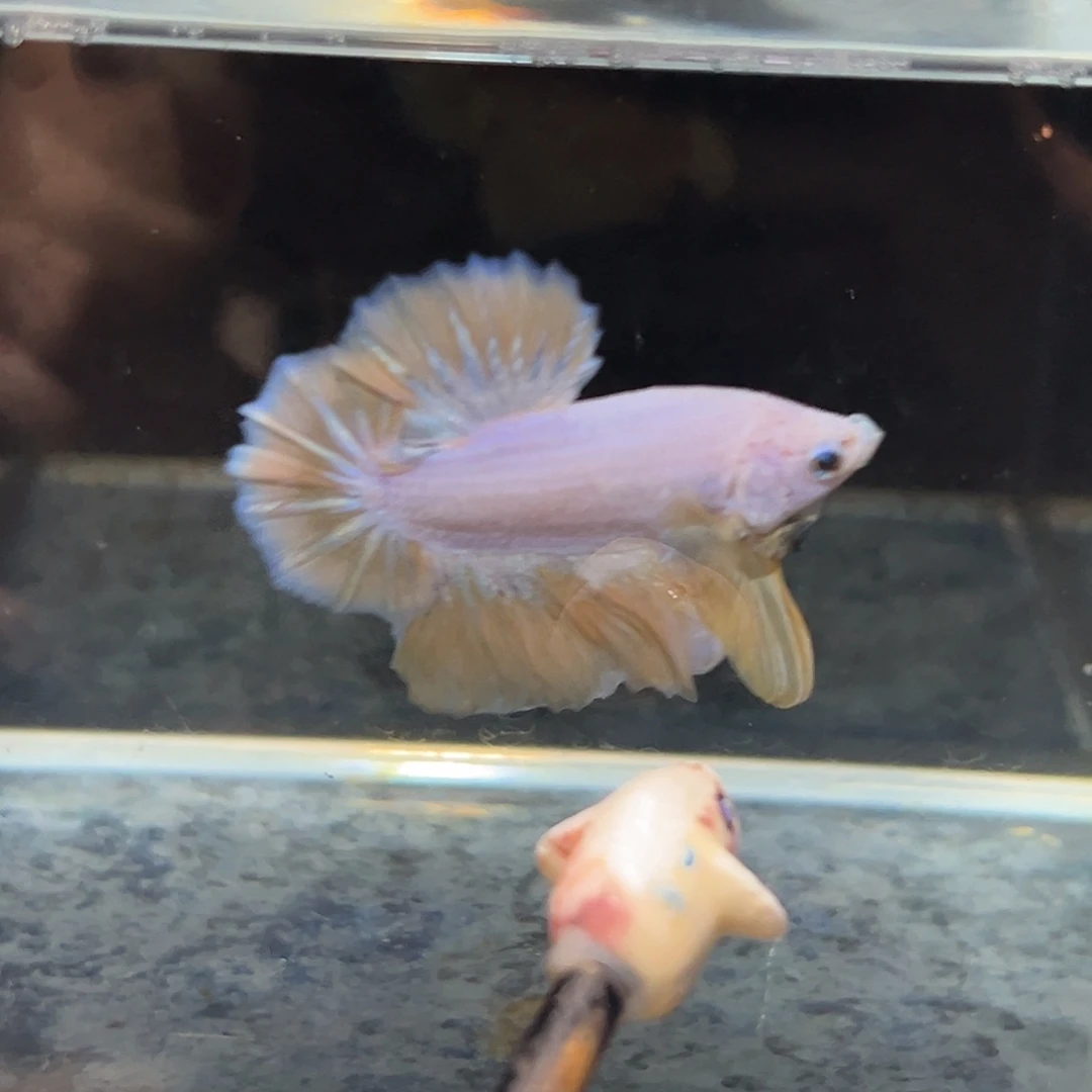 斗鱼36号黄色大三鳍破价出