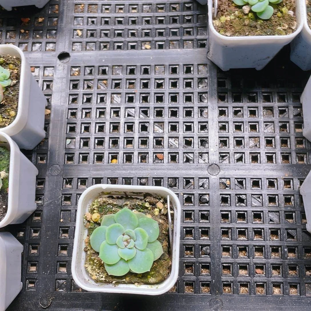 我***婆西米露4号单头苗一个满25包邮