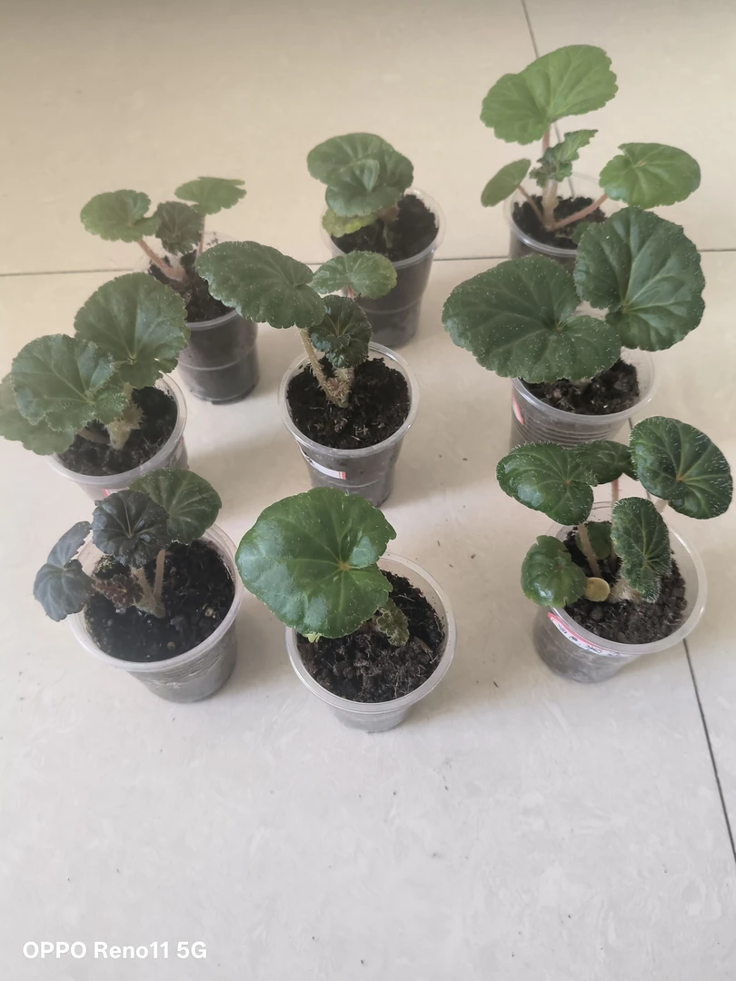 7颗，红杂流，珊杂桑杂，珊瑚，流杂杏黄，黄杂珊，流杂日落，粉红杂淡黄