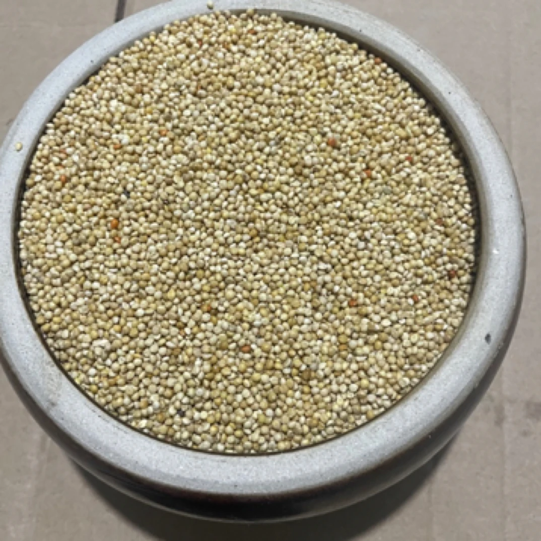 带壳谷子鸟粮新鲜种子粮虎皮鹦鹉