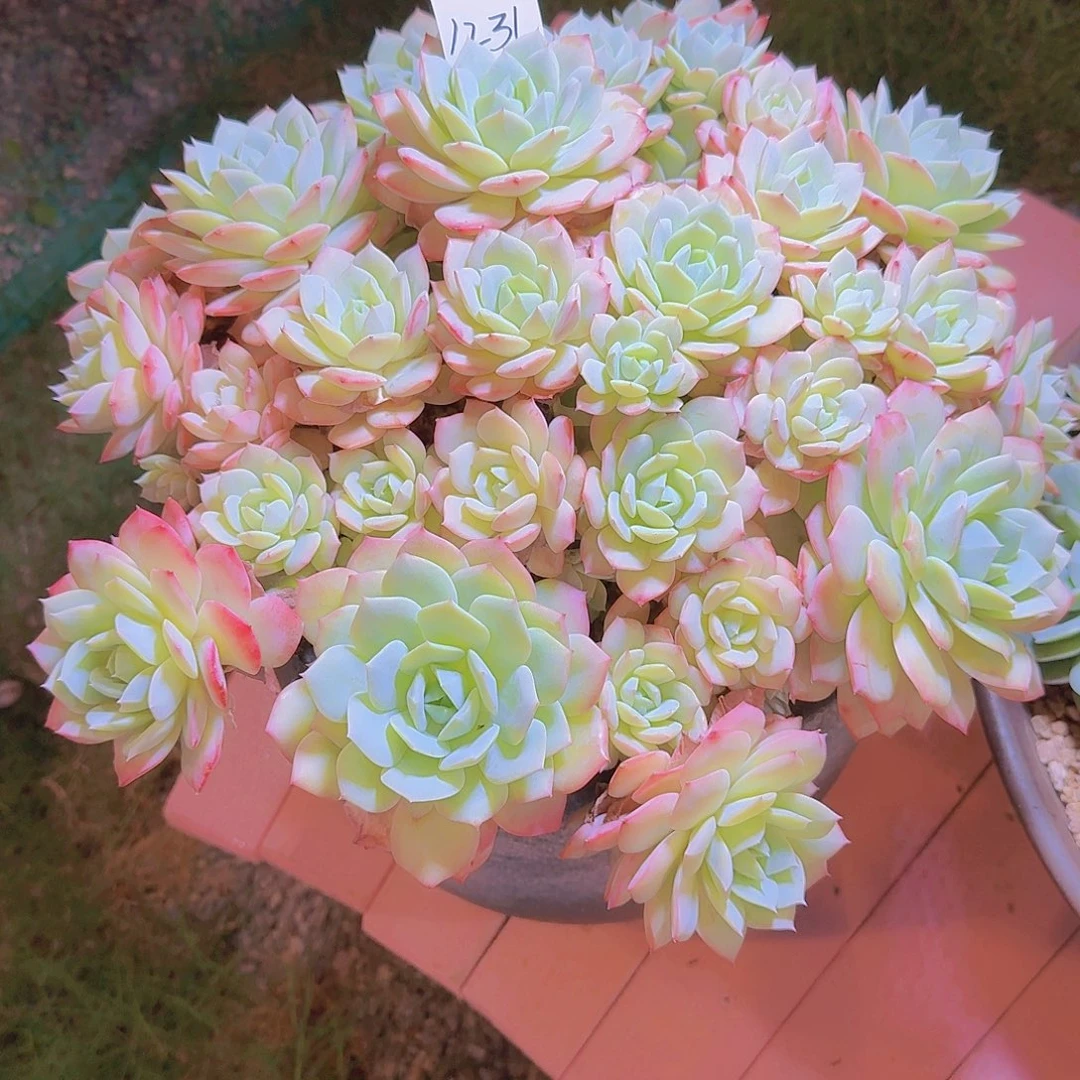 1231恋曲带盆多肉植物