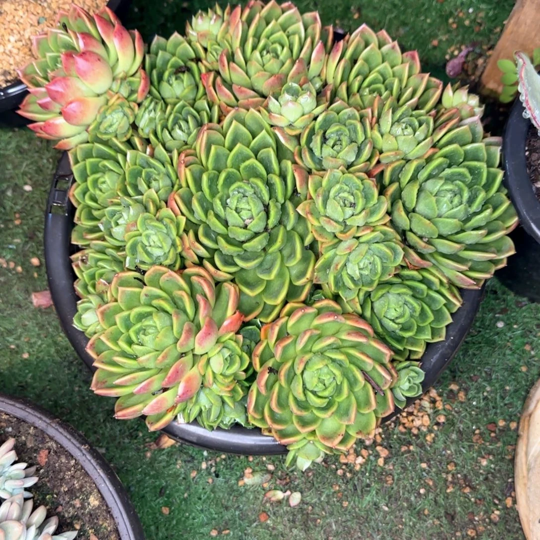 多肉植物多肉植物