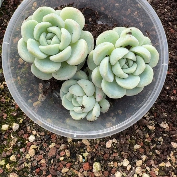 饼***藏136童话饭盒一组三颗