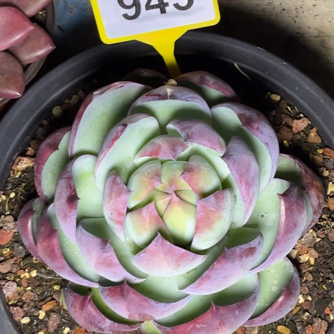 多肉植物惊鸿仙子943