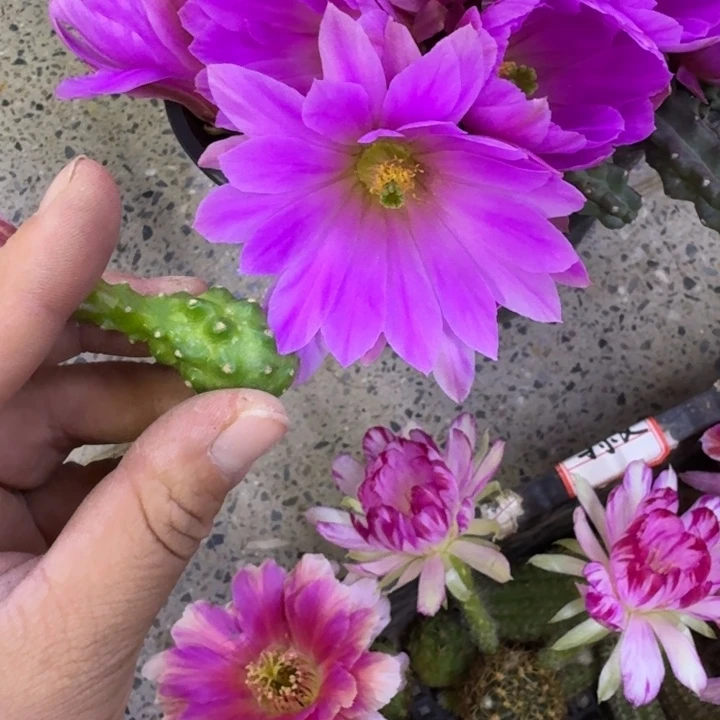 344水仙情郎2个无根侧牙小，20包邮