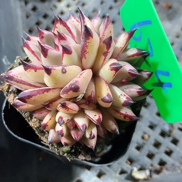 多肉植物624多肉