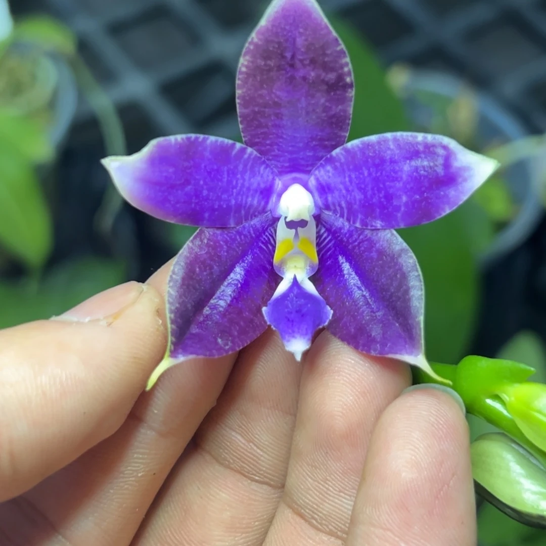 完全开放l266三寸柳林3620